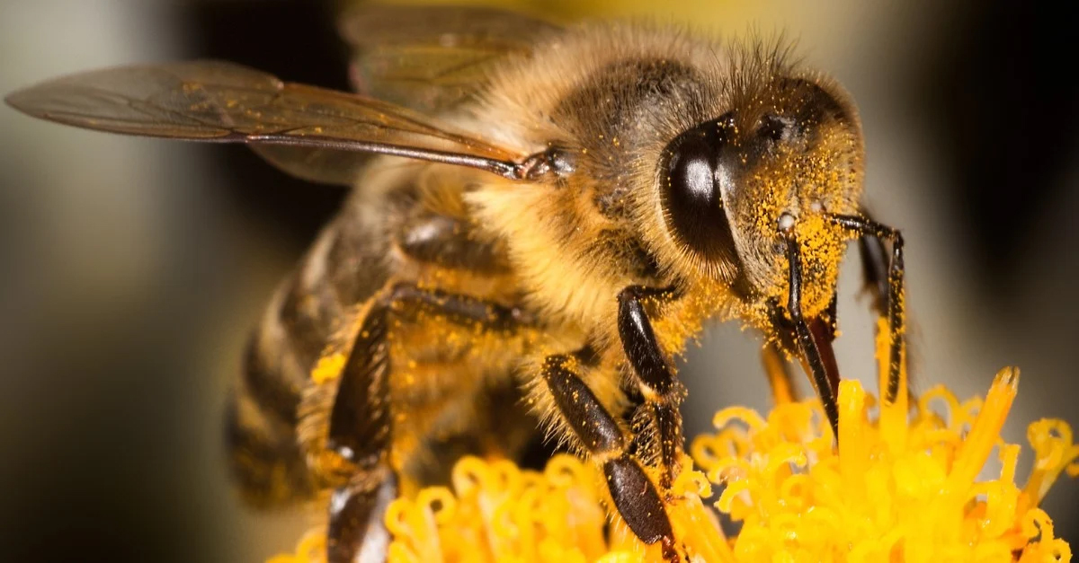 honeybee
